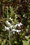 White fringed orchid